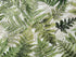Close up of ferns.