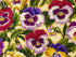 Red, purple, yellow and white pansies and green leaves.