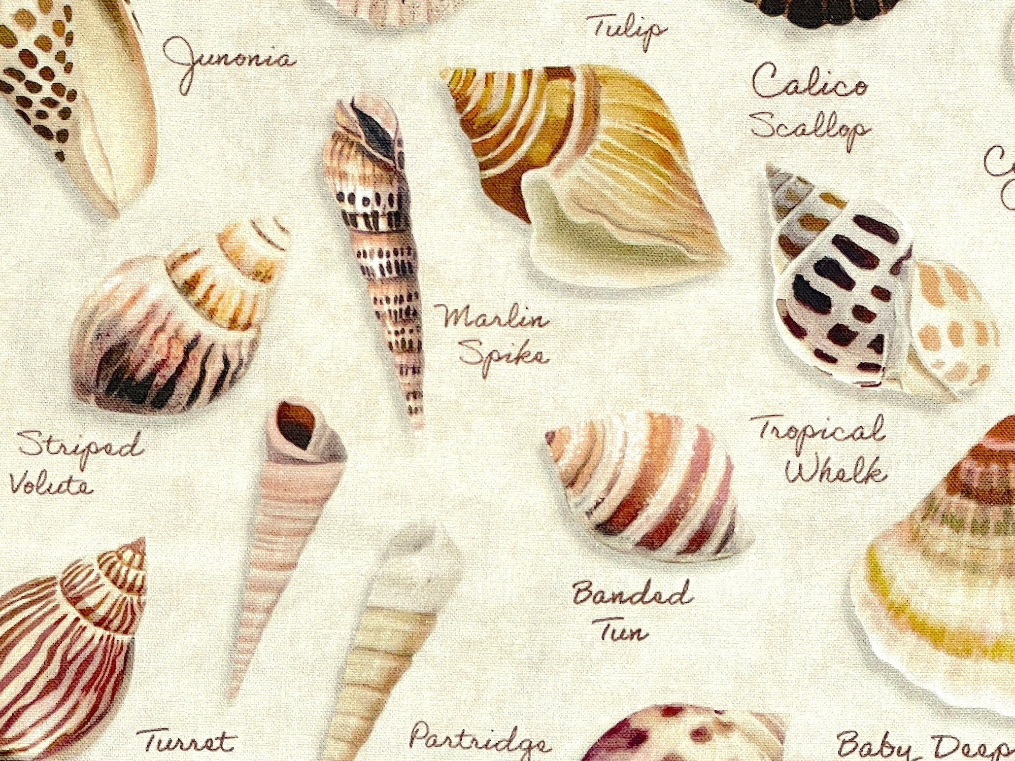 Close up of sea shells.