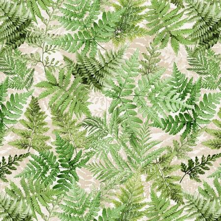 Close up of ferns.