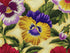 Close up of purple, yellow and white pansies.