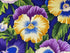 Close up of yellow, purple and blue pansies and green leaves.