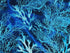 Close up of coral in shades of blue.