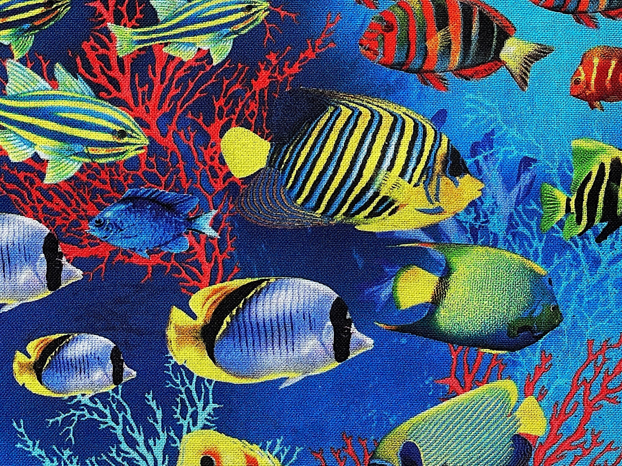 Close up of yellow, blue and red fish.