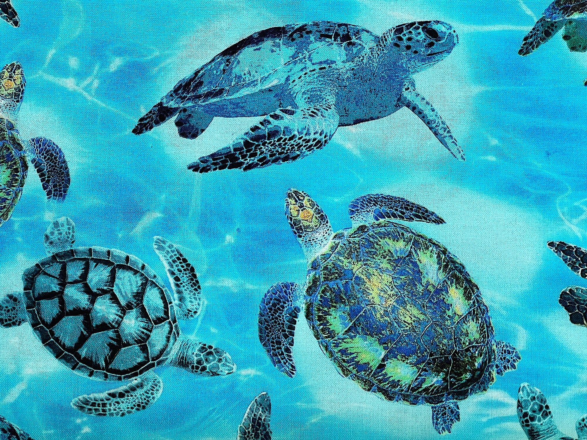 Close up of blue turtles swimming in the blue water.