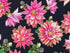 Close up of pink Dahlias on black.