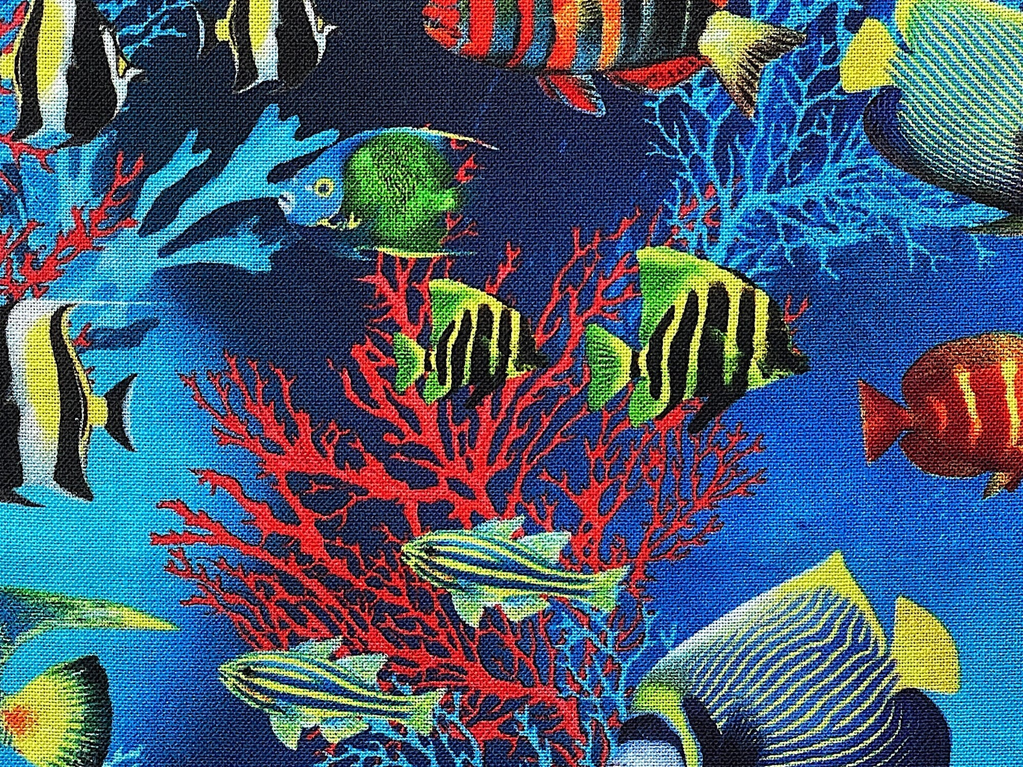 Close up of fish and coral.
