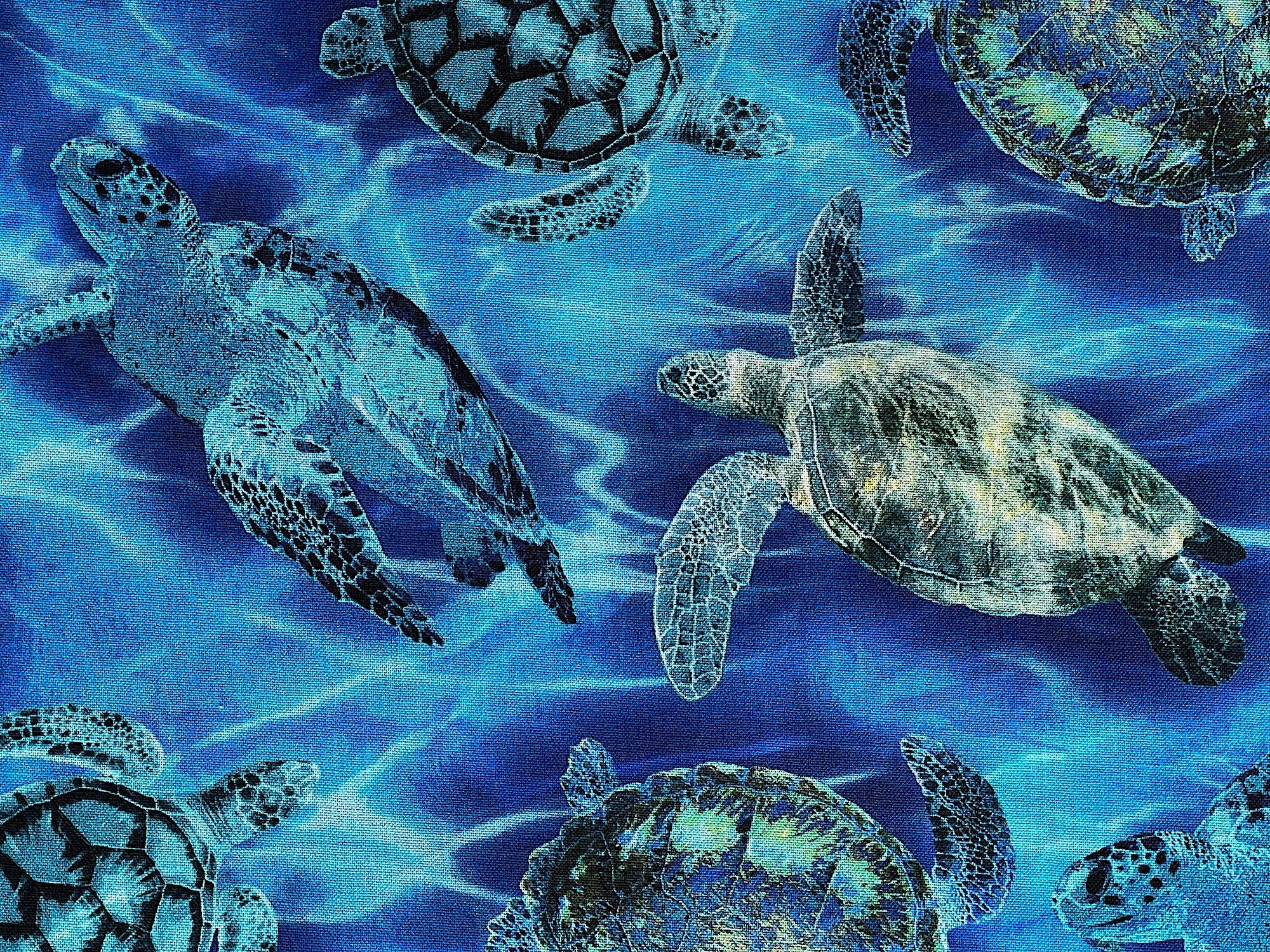 Close up of turtles swimming int the sea.