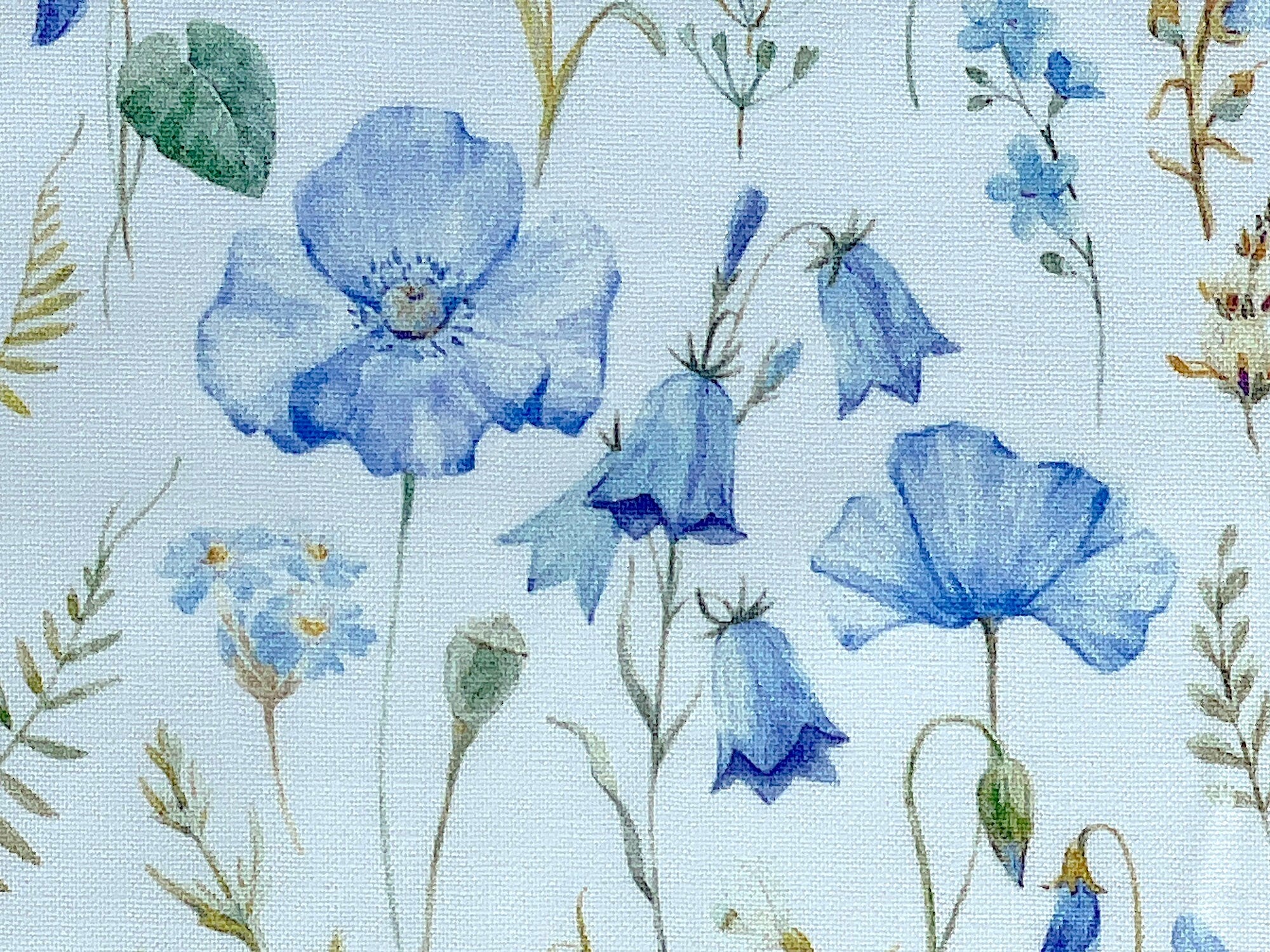 Close up of blue poppies.
