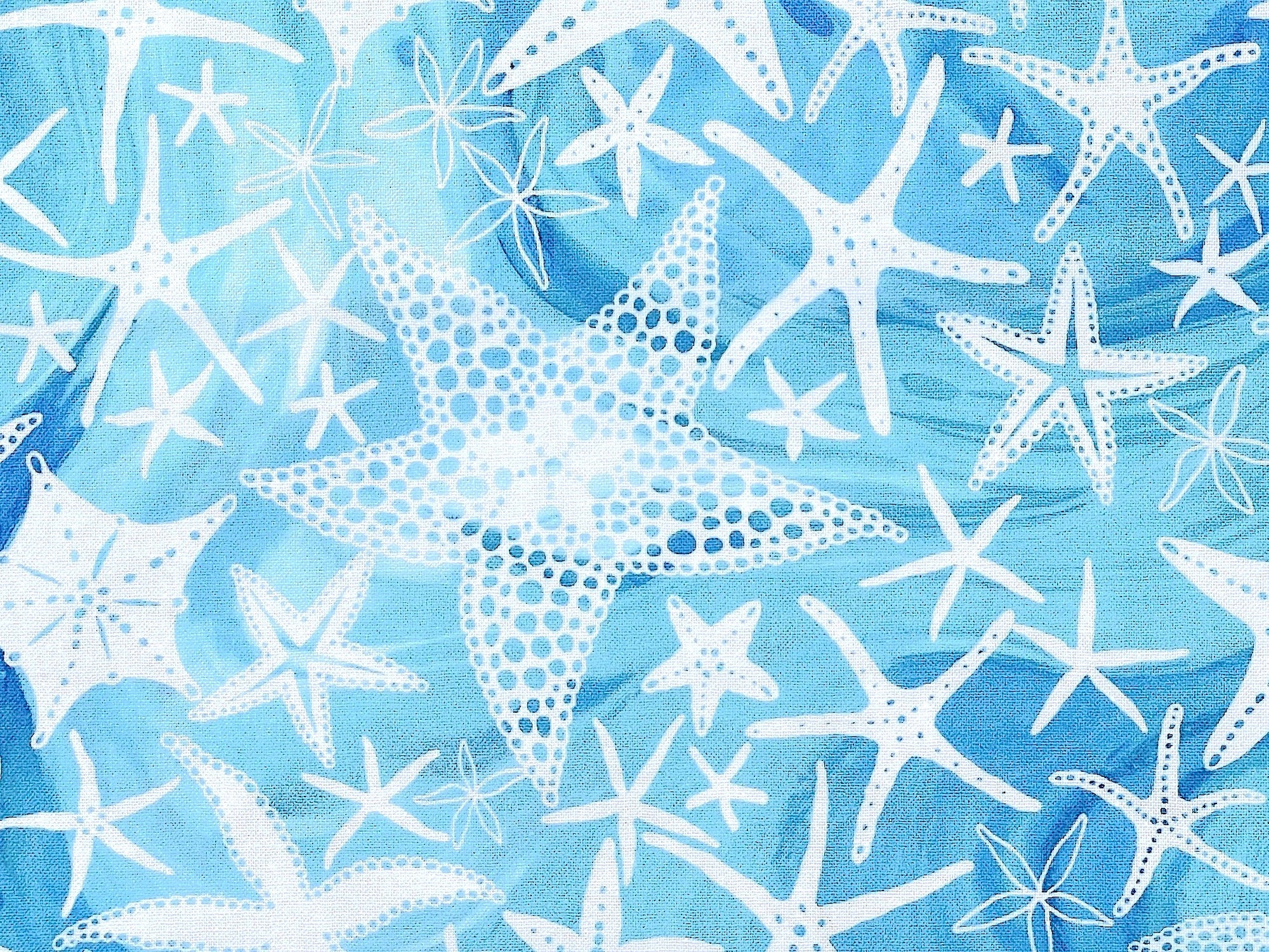 Close up of starfish.