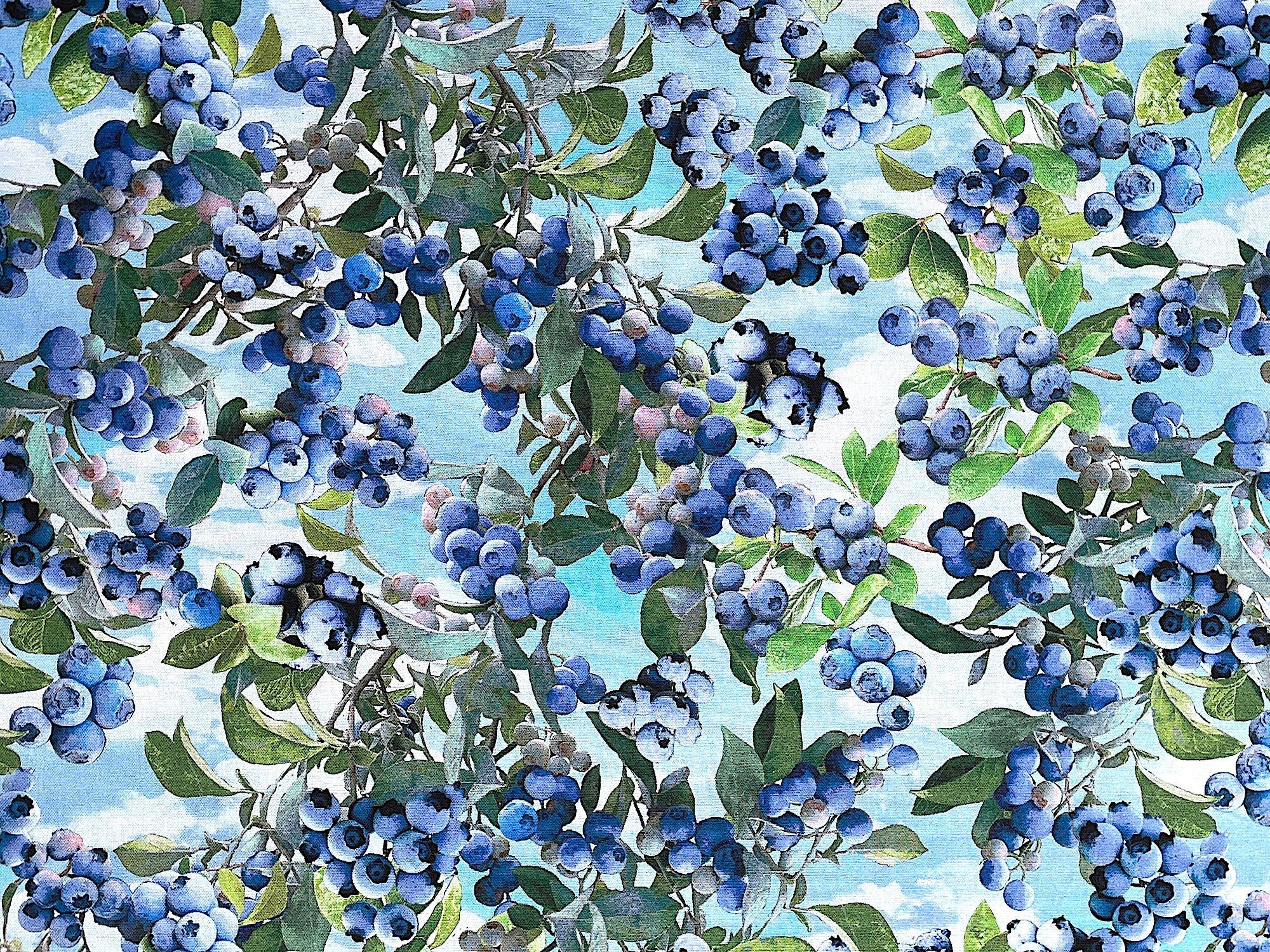 This light blue fabric is covered with blueberries. This fabric is part of the Blueberry Hill collection by Kanvas Studio