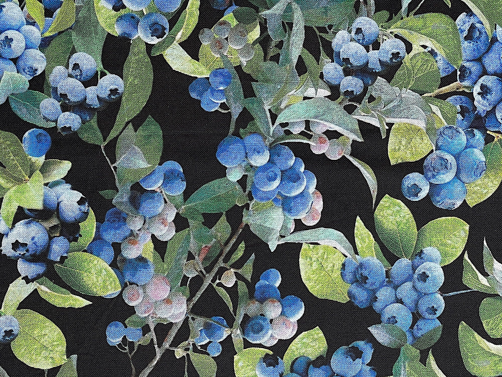 Close up of blueberries on a blueberry plant.