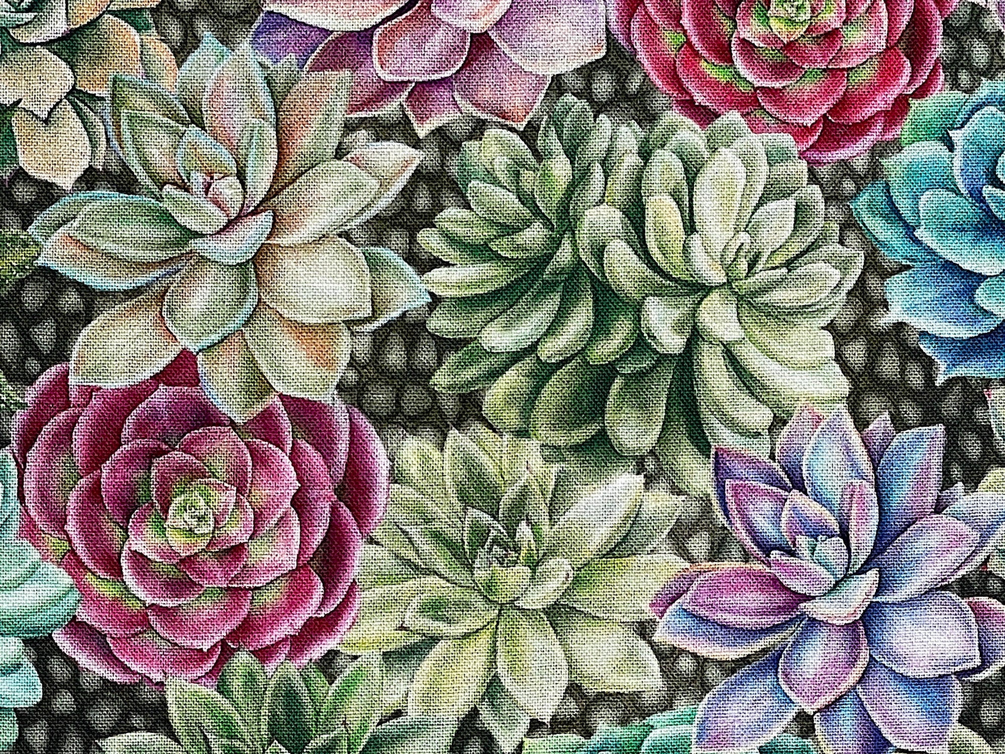 Close up of succulents.