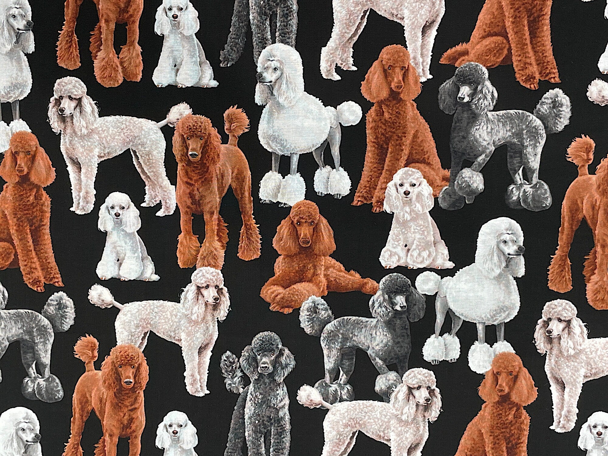 This black cotton fabric is covered with poodles. The poodles are brown, black, white and beige.