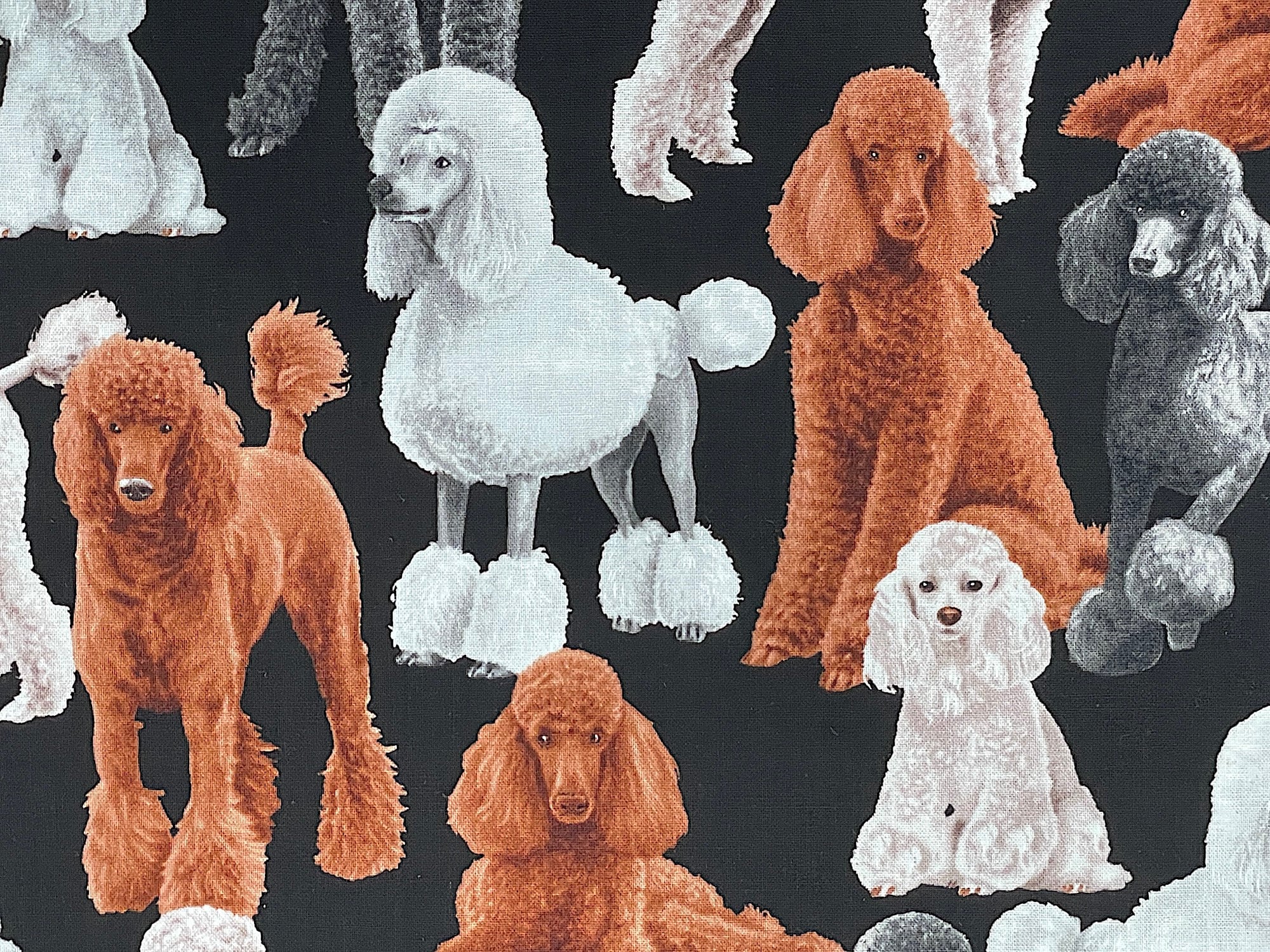 Close up of brown, white and gray poodles.