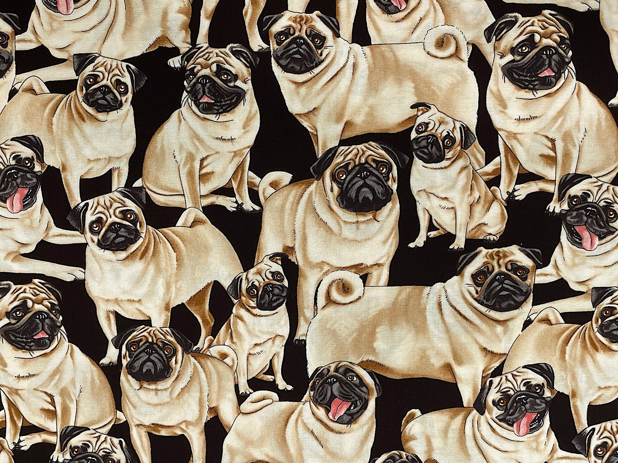 This black cotton fabric is covered with pugs. Some of the pugs are standing and others are laying down and some of the pugs have their tongue out.
