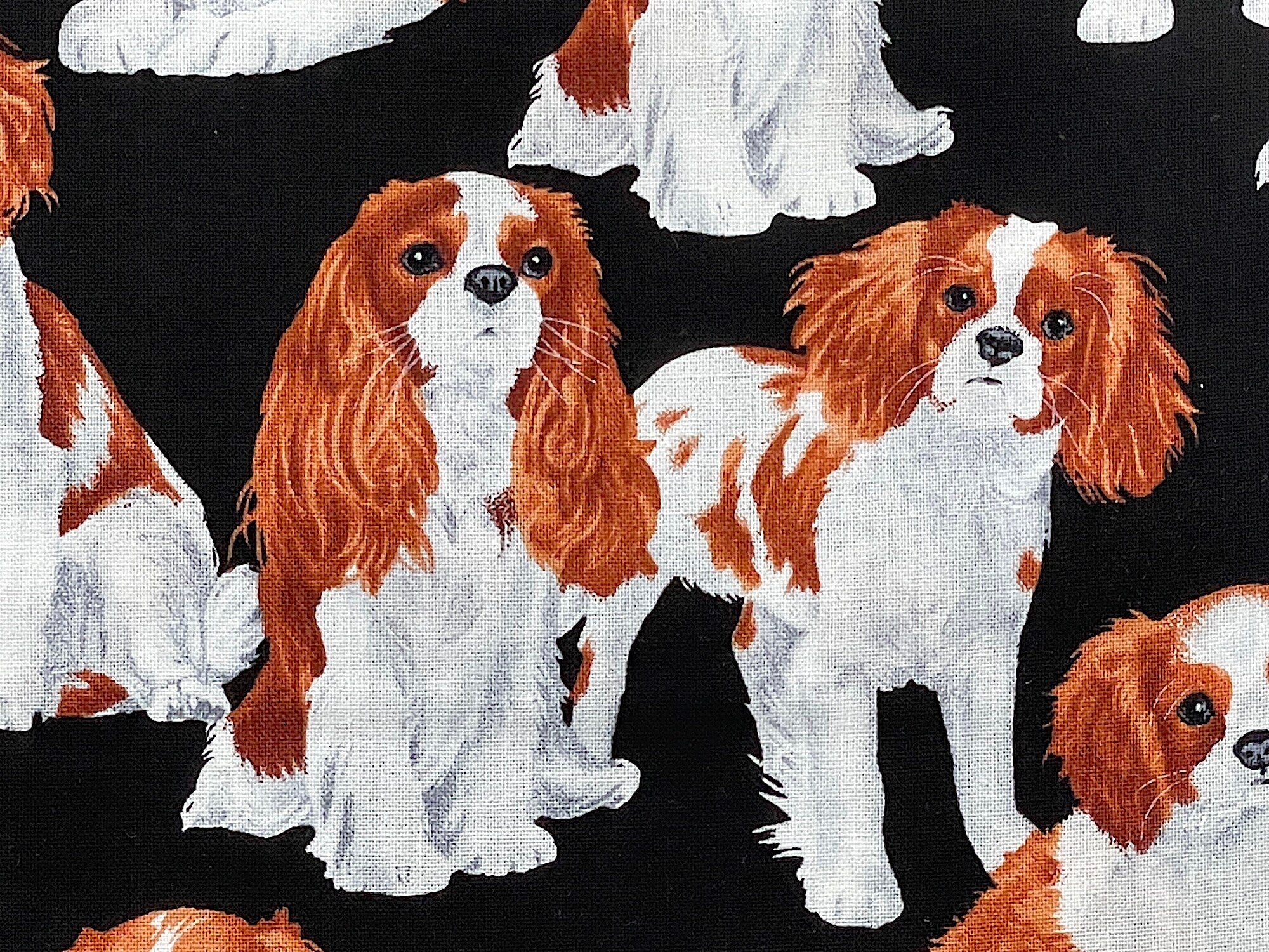 Close up of Cavalier King Charles Spaniels 