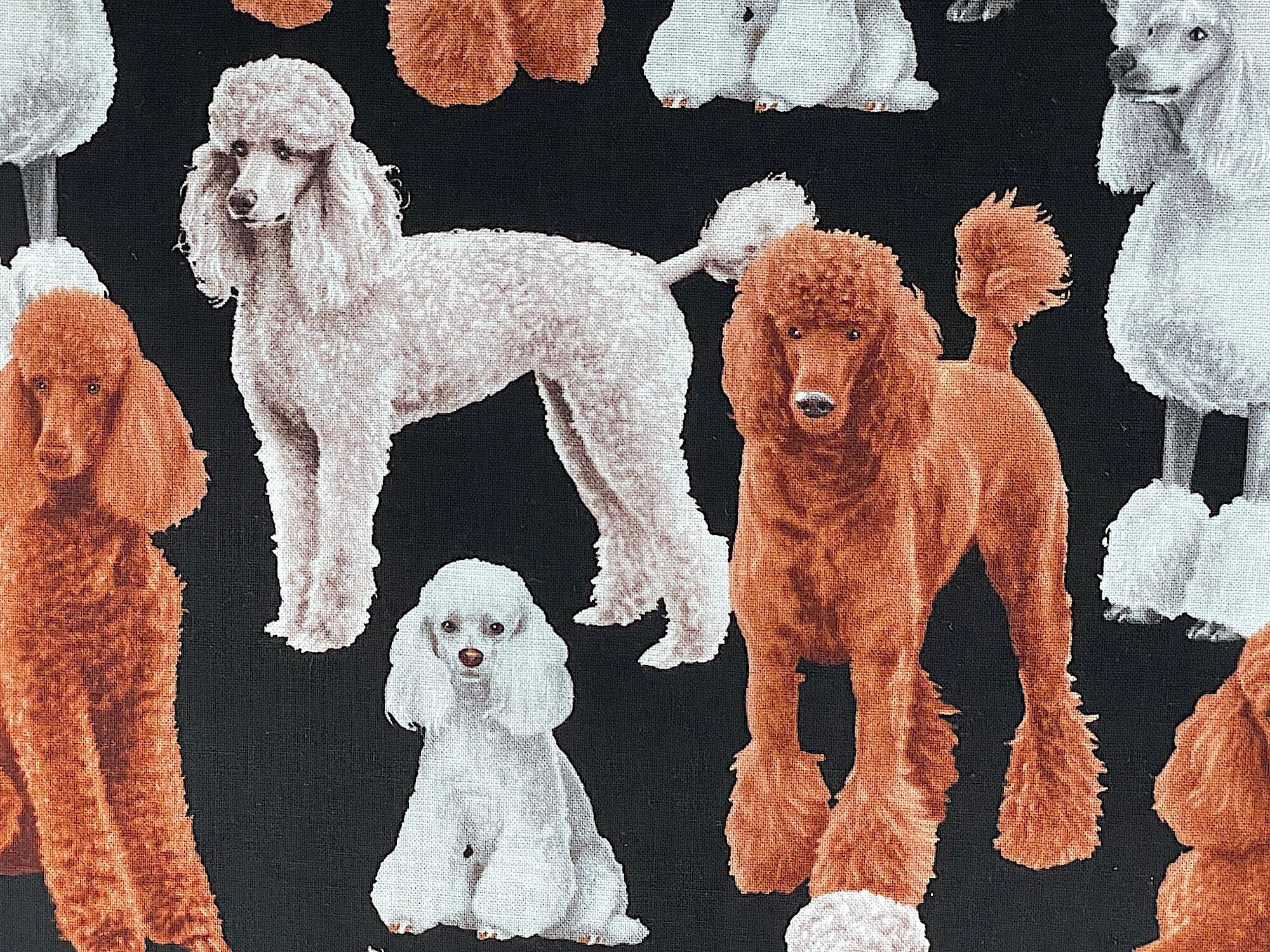 Close up of white and brown poodles.