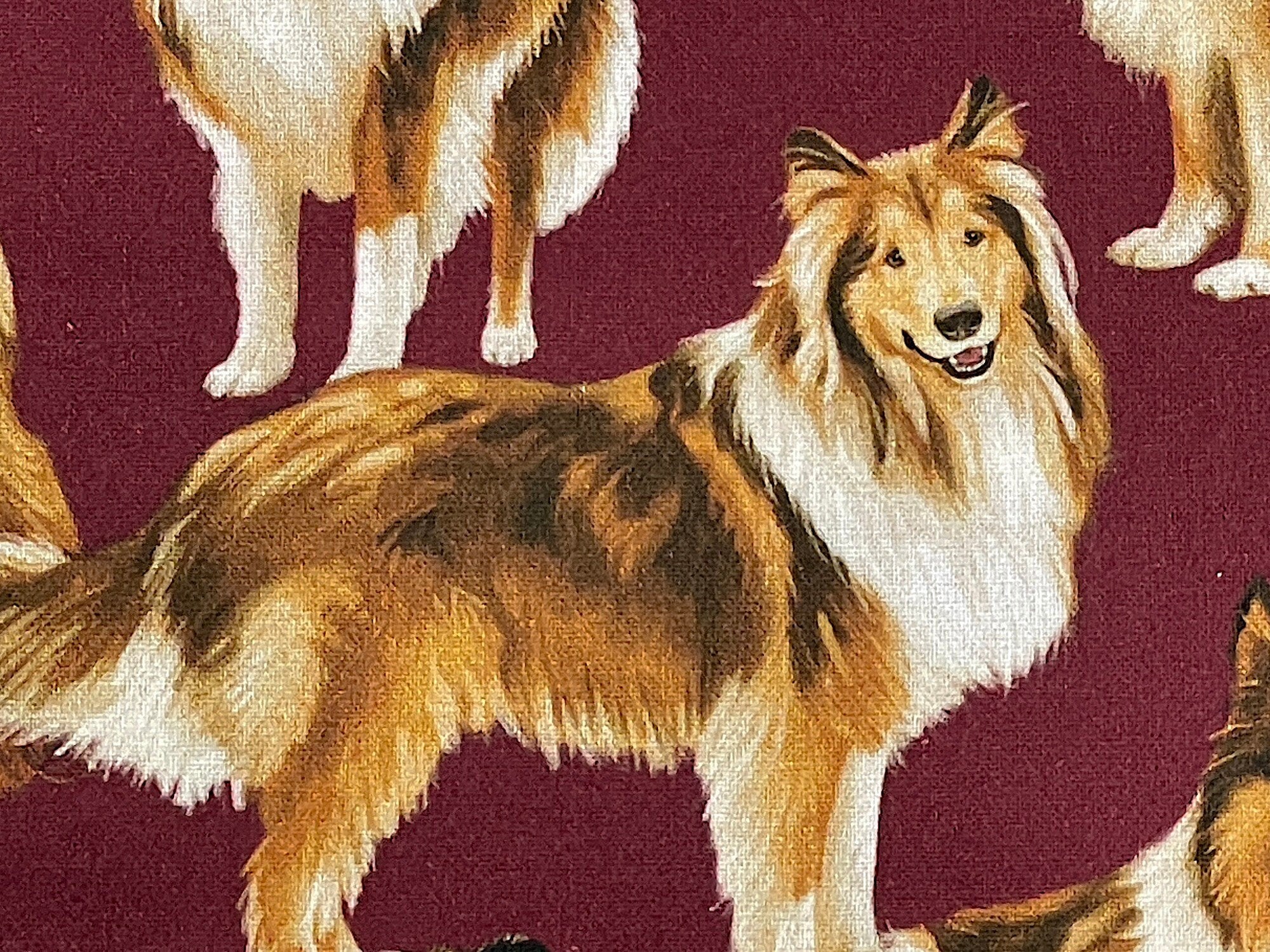 Close up of a collie on burgundy fabric.
