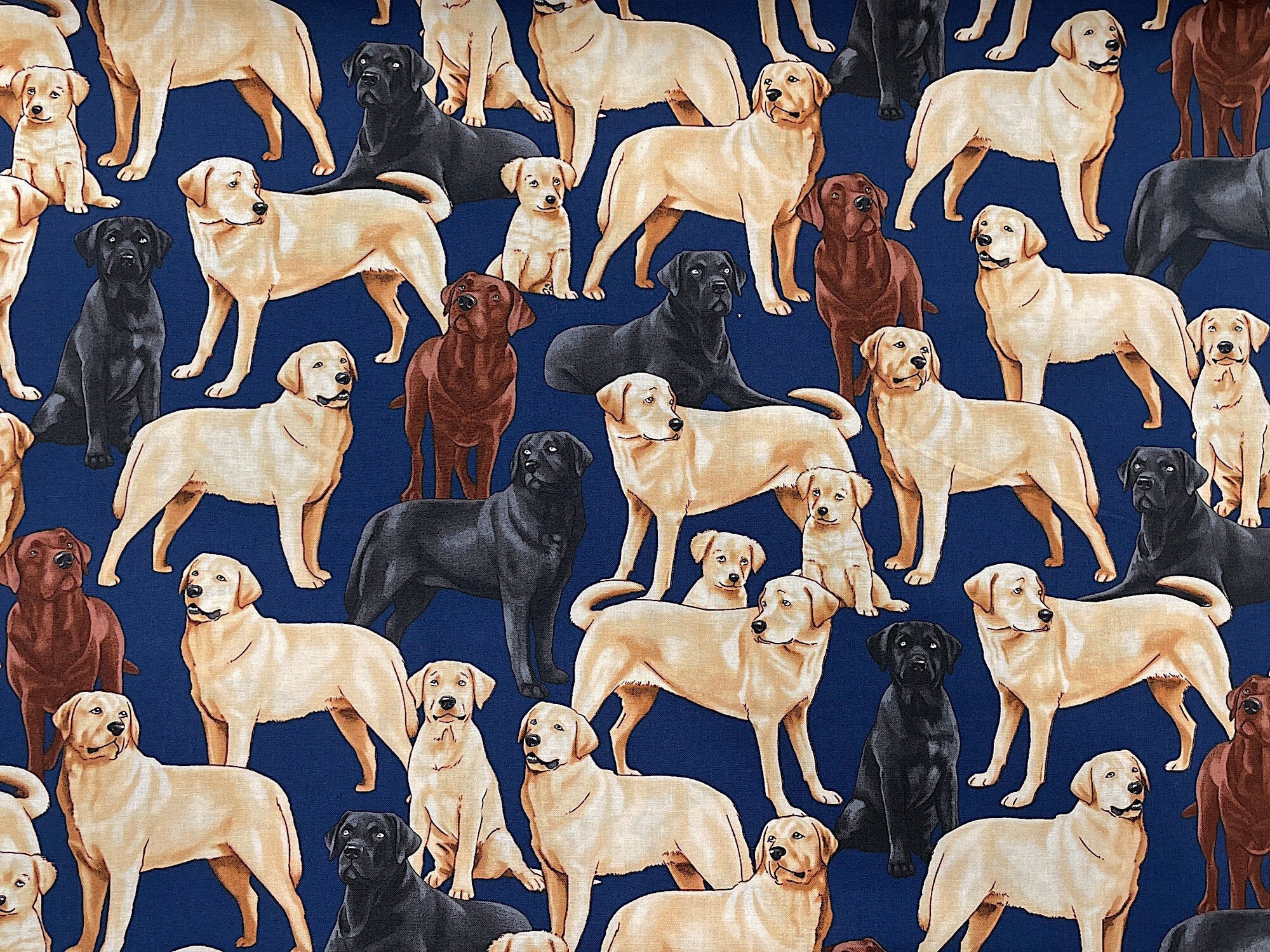 This blue cotton fabric is covered with Labrador Retrievers. The dogs are black, brown and beige.