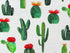 Close up of cactus.